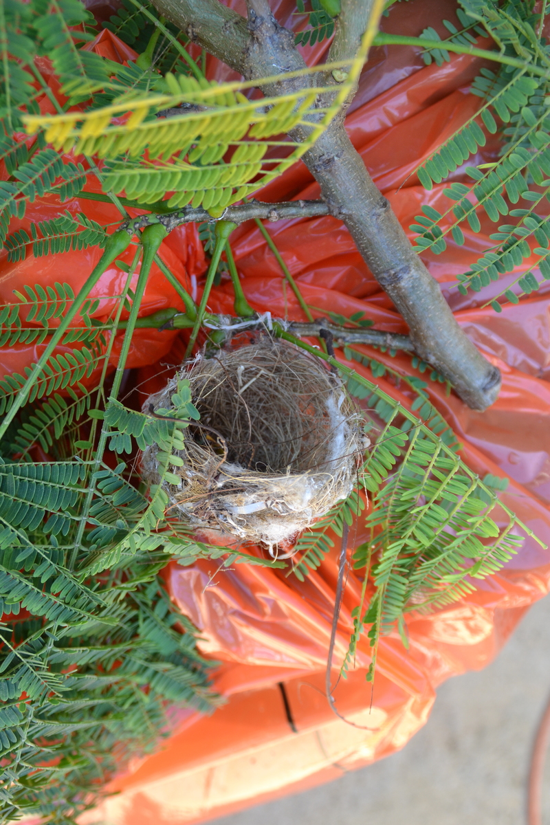 Closer look at the "bow."