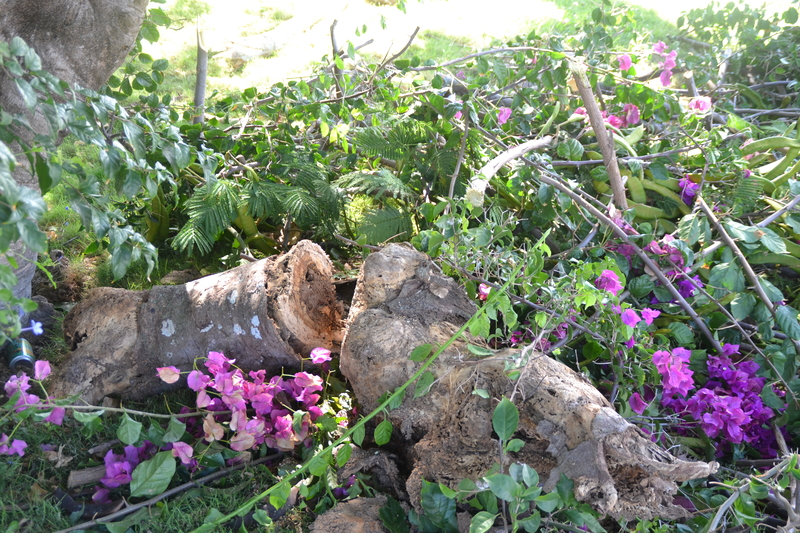 Check out the larger part that fell off the tree.
