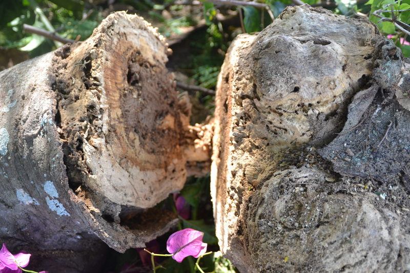 Look inside. Hum... termites and ants