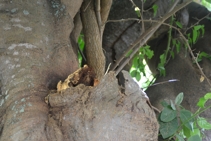 Here is where the larger stump branch came from.