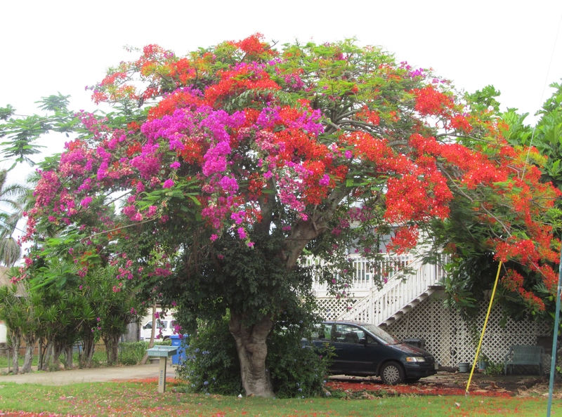 Here is our beautiful flame tree in July.