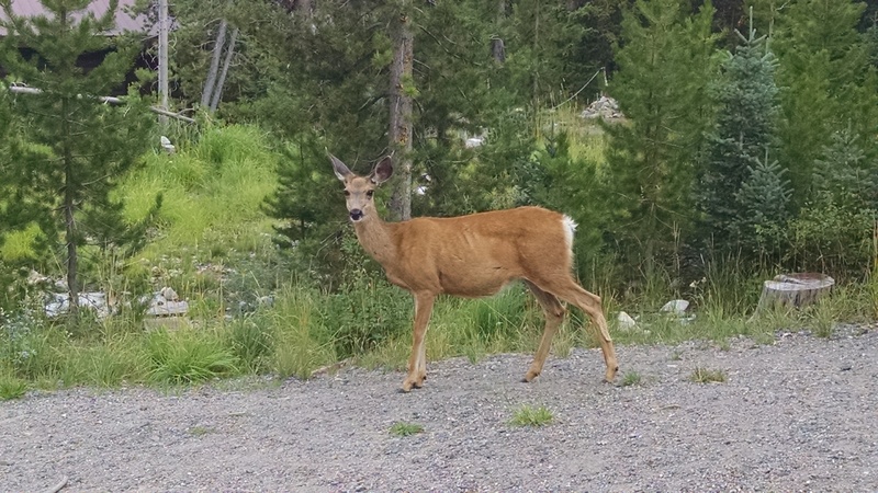 Local Friendly Deer