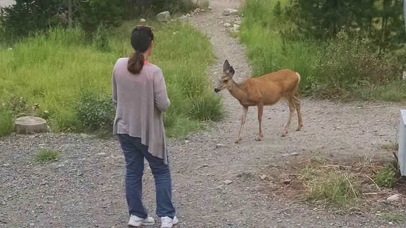 Cheryl and the Local Friendly Deer