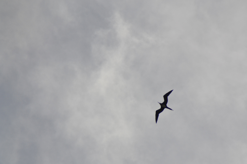 And to end the week, I was rewarded seeing one of my favorite Hawaiian birds, Frigatebird. They glide through the skies. Almost as good as watching eagles, and I love how big they are.