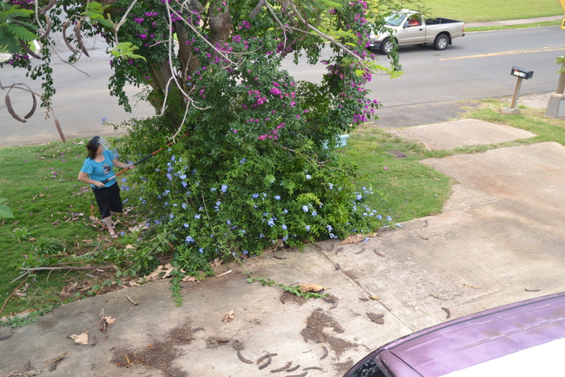 What do I do when it's the day before Mother's Day and the tree out front has been annoying me? :-) Work on it of course. It has five different kinds of plants growing in it, and I only want two.