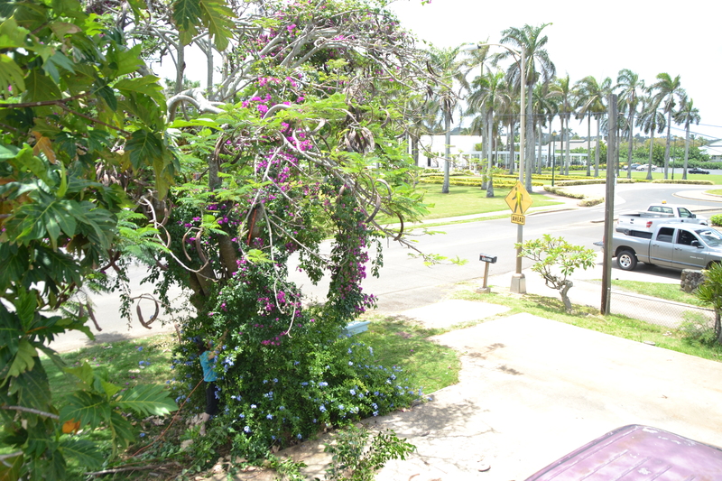 First I cut out some Bougainvillea and then I really wanted to get out an unknown tree that is growing really fast.