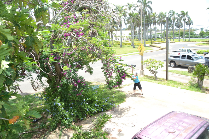 Since the Bougainvillea has MAJOR thorns it is hard to get the branches out of the tree.
