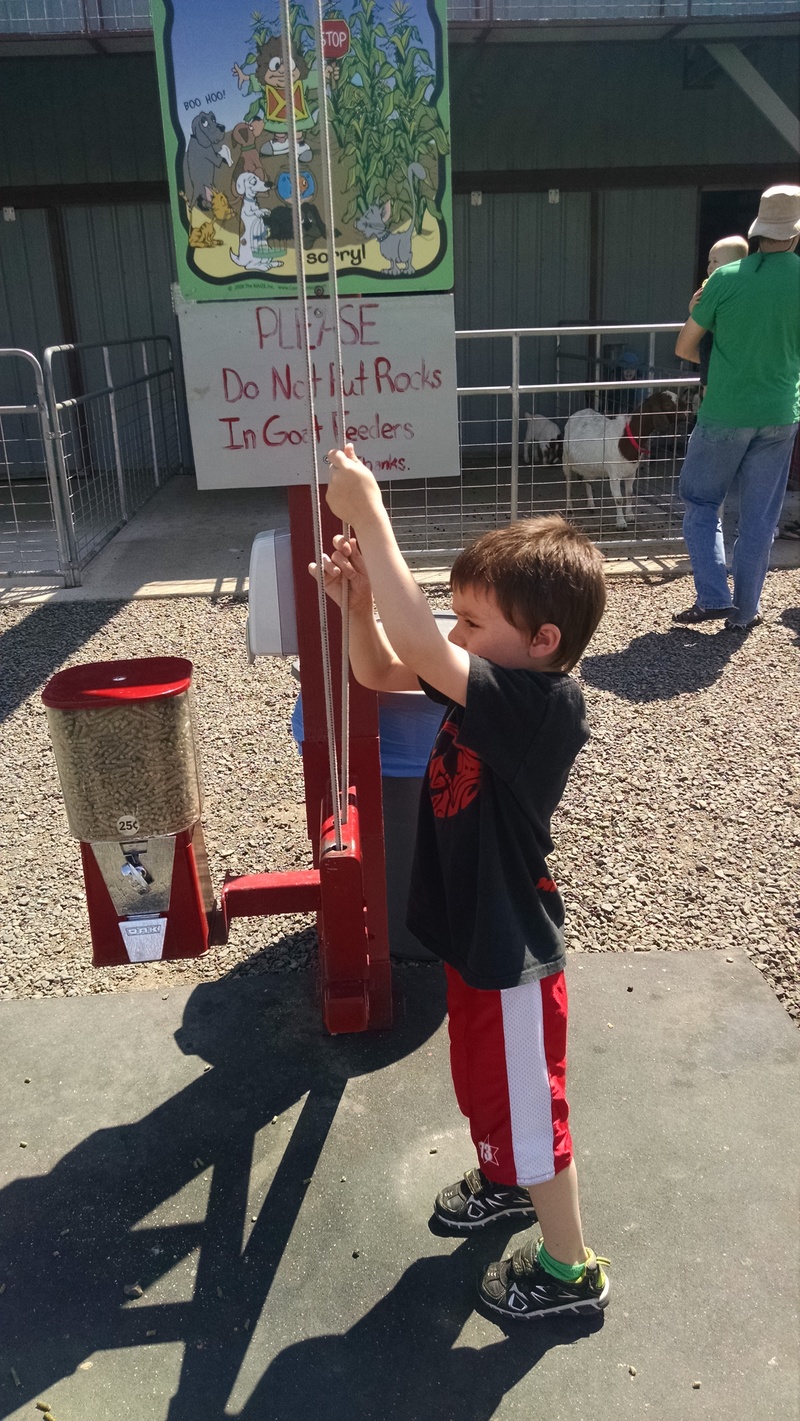 Kili feeding the goats.