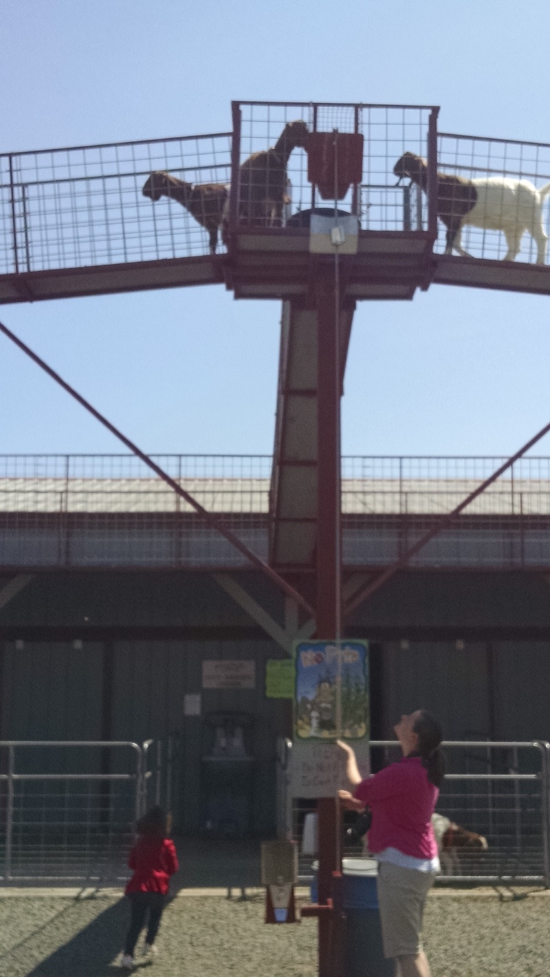 Stacia feeding the goats up top.