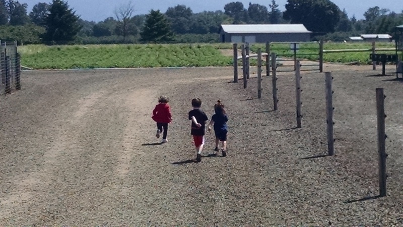 And they're off! Emily, Kili, and Kekoa racing to the strawberry fields.