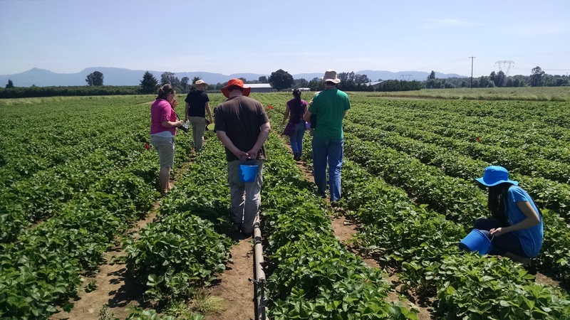 Stacia, Isaac, Ben, Akiko, Joseph, Latia looking for strawberries.