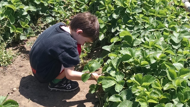 Kili picking strawberries.