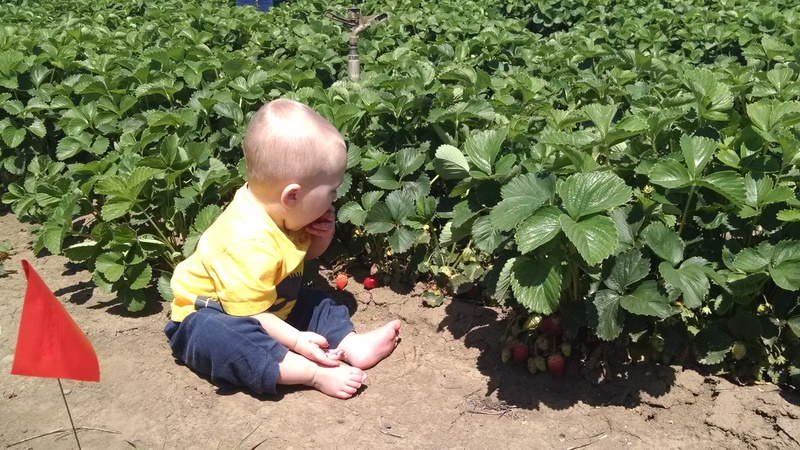 Austin picking strawberries.