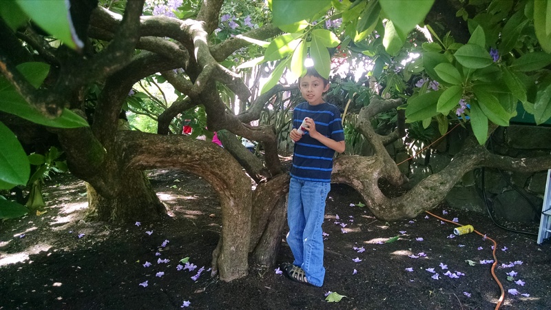 Playing in the trees at the Eugene Farmer's Market.