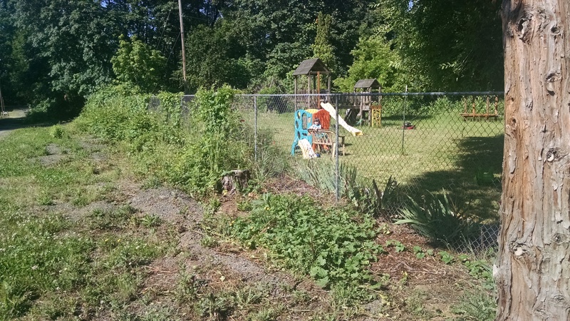 We decided to tackle the weeds/blackberry vines along the East Fence. We weeded about 80 feet in length.