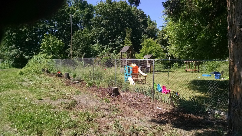 You can actually see the stumps and gladiola clumps now.