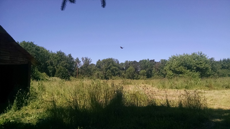 Turkey Vulture flying over Rosewold. You can see some of the brush cut areas. I am sure all the birds of prey are happy. :-)
