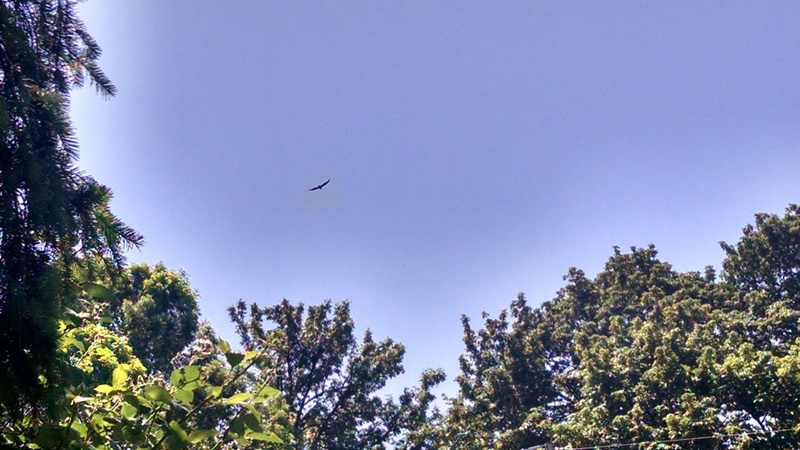 Turkey Vulture flying over the Picnic Area. What I thought was interesting is how the light is lighter next to all the trees.