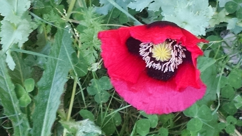 Last year I had tons of poppies at Rosewold. This year there is an occasional one.