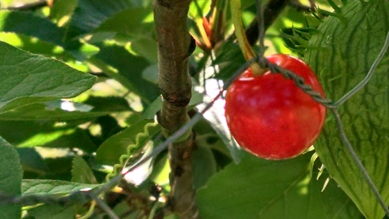 I was out walking at Rosewold and saw this beautiful Montmorency Cherry. :-) It didn't last long after the picture was taken. :-)
