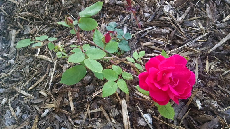 Here is the first "Tia Rose" blooming on the north side of the addition. They started by just being cuttings that Joseph put into the ground last Fall. So the first one bloomed today on Joseph's birthday! I think that is very fitting.