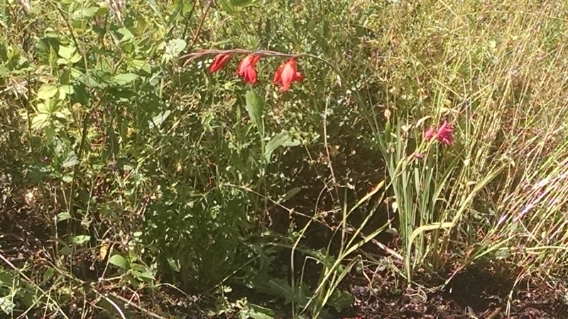 It's amazing what you find when you start weeding.