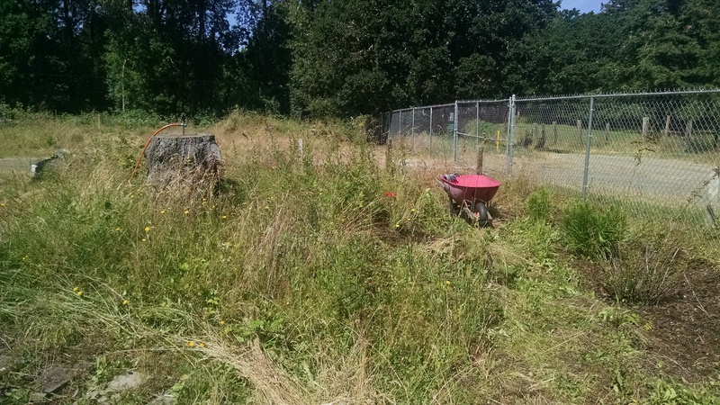 It sure is a lot of weeds that are high this year. They are twice as high as last year. :-)