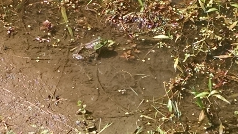 The Lily Pond has a lot of frogs. Can you find one in the picture?