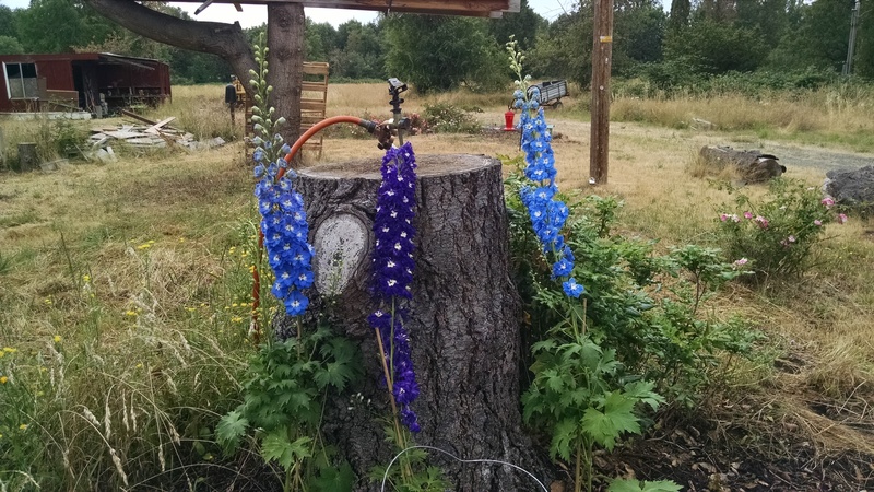 Rosewold's new delphinium.