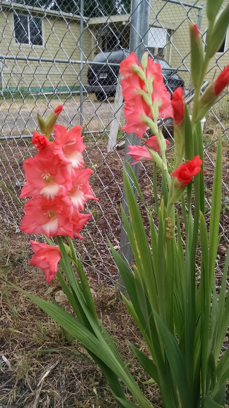 Salmon glads that were planted on a previous year.