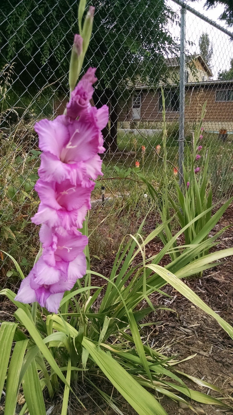 Glads that Joseph and grandchildren planted some year.