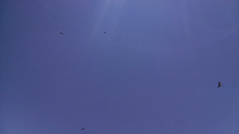 Lois loves watching the birds soar at Rosewold.