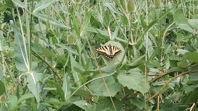 A butterfly at Rosewold, but it wouldn't stay put for a closer shot.
