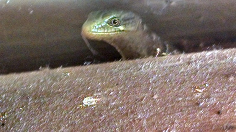 Don discovered we have a friend living with us. I was hoping to leave all gecko things in Hawaii. :-)