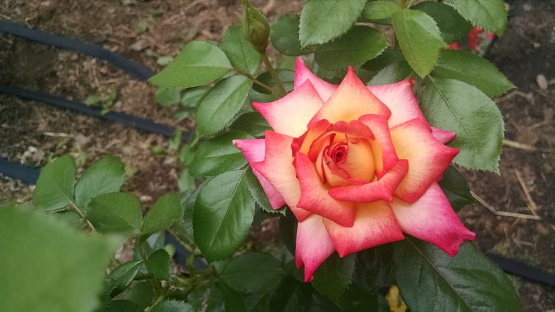 Here is a rose from one of our new rose bushes, planted this year.