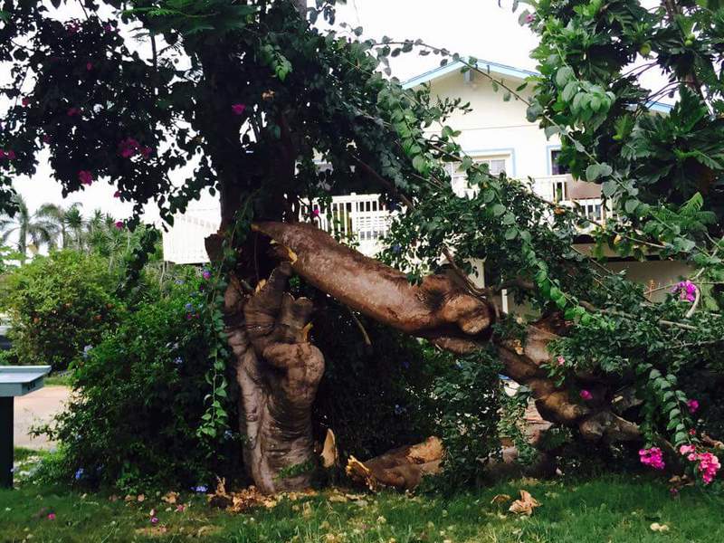 Meanwhile there was a storm in Laie, and a large branch of our tree fell down.