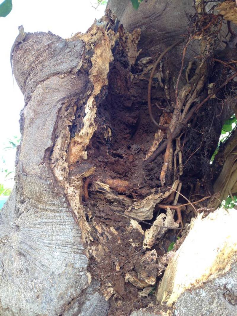 Can you say? Rotten to the Core? I know it wasn't good since we'd had three large branches fall off it, and it was a "nursery tree" with four different kinds of trees growing "in" it. Rubber, Schefelera, something I don't know, and Flame. The bougainville was not growing in it, but on it.