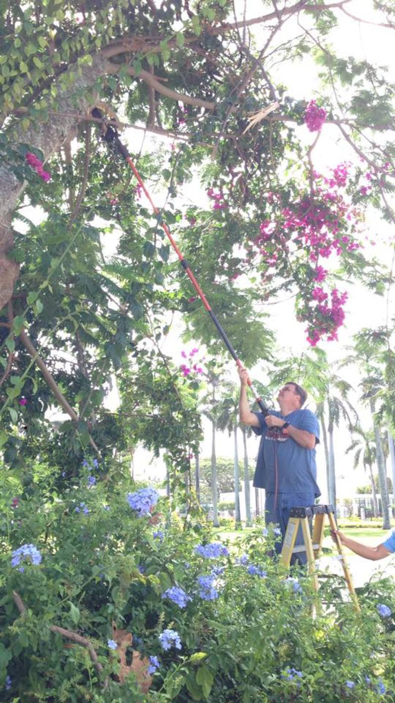 Carl cutting on the Flame Tree.