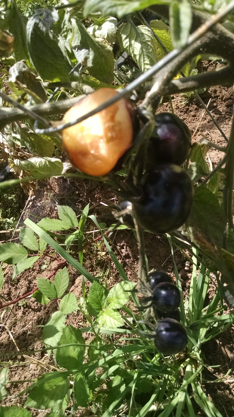 Here is a tomato plant that Lois grew this year. It was yummy even though it's a weird color.