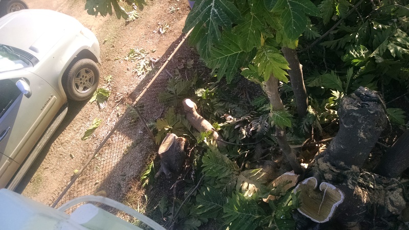 The Breadfruit tree after the LARGE chainsaw attacked it. :-) Now I have officially "moved" the tree away from the deck. I have been working on that for 15 years. It's a slow process.