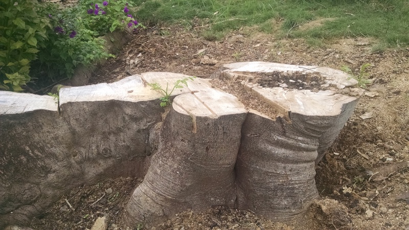 There are three parts to my new Flame Tree. Only in Hawaii (and other places) can trees regrow after being slaughtered. :-)