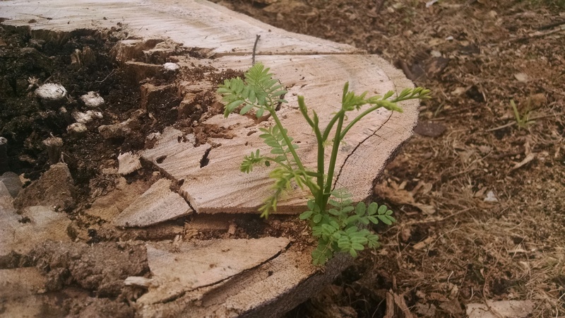 Close Up of my new Flame Tree. (One Third Part.)