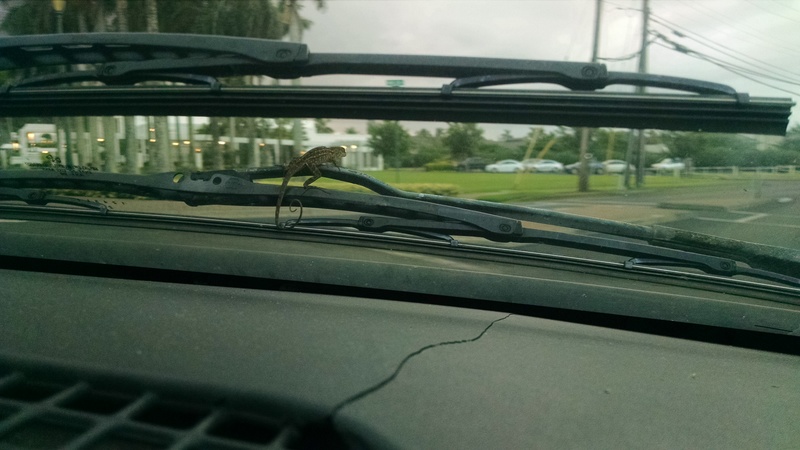 Don and I went to see the movie "Martian" and a gecko was on the car. It looked a little like a hood ornament as it headed into the wind.  After we drove to the movie theater we parked the van and went in and watched the movie "Martian." When we came out and started the van, the gecko was still on the van and went to the middle and enjoyed the ride home. :-)