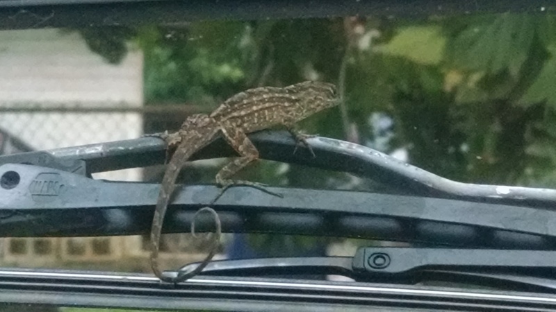 He was funny to watch. Just like a dog likes to face the wind, the gecko was the same.