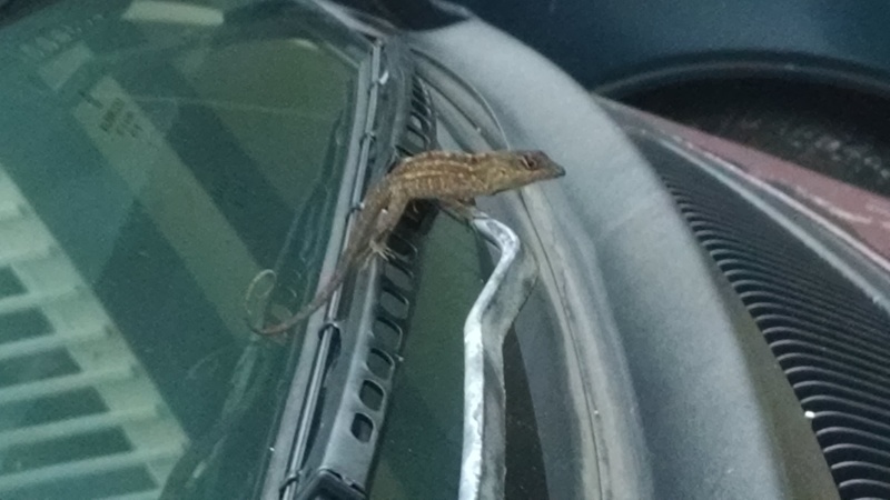 I wonder how long he'll stay on the van? :-)