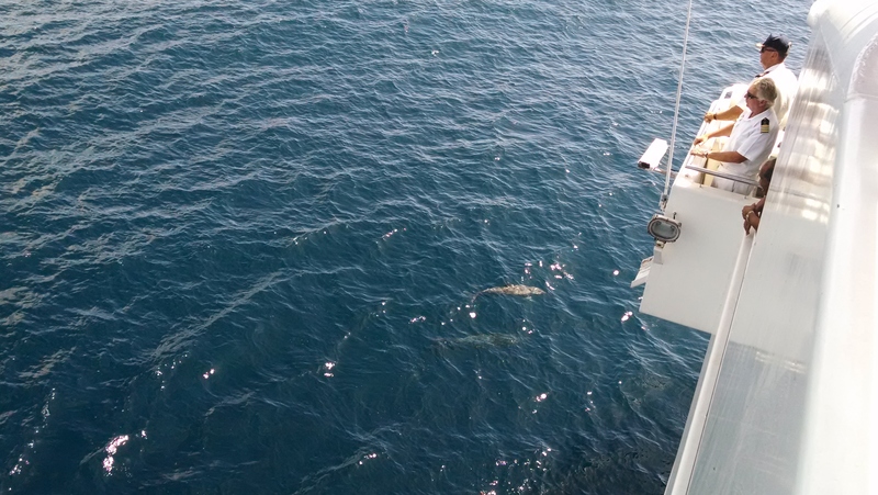 Crew of the Star of Honolulu. There are dolphins towards the bottom.