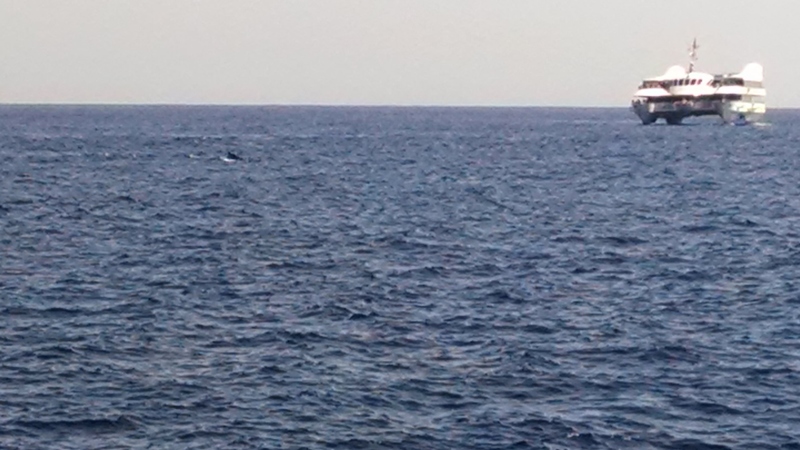 Atlantis Navistar whale watching cruise.