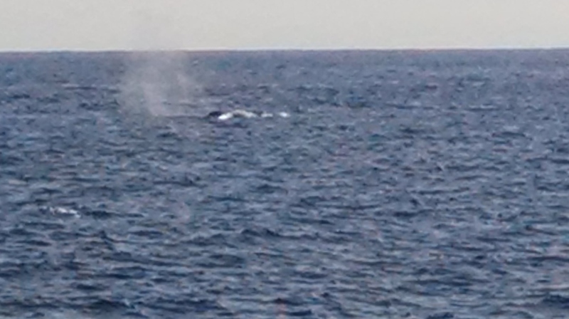Whale!