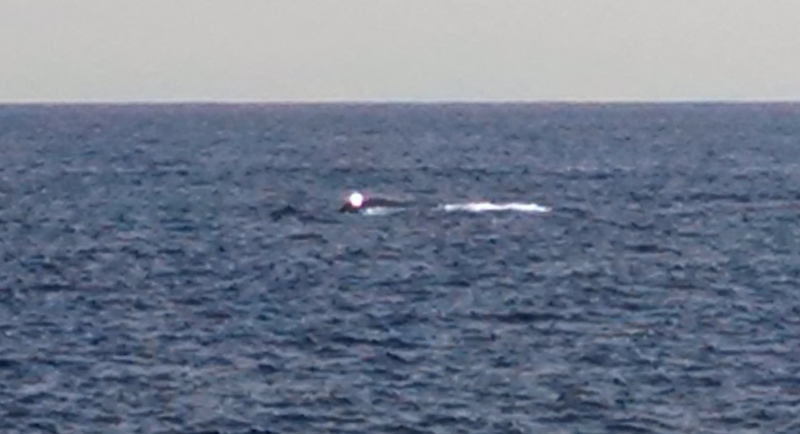 Whale!