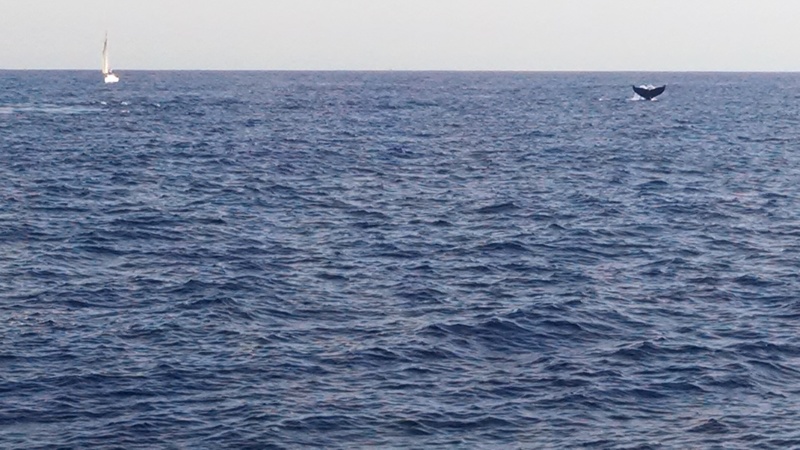 Whale flute (tail) and sailboat.